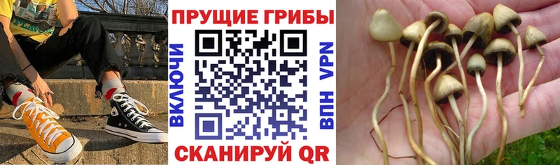 цены   Порхов  Галлюциногенные грибы GOLDEN TEACHER 
